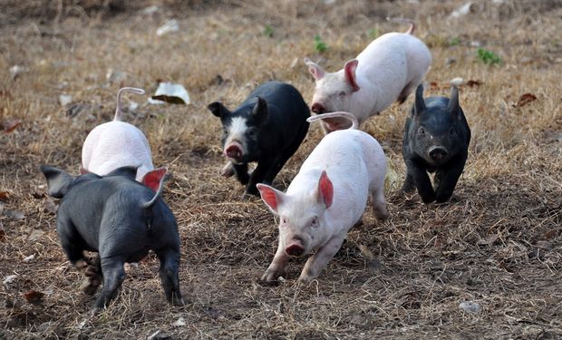 El foco de la enfermedad ha sido detectado en una ganadería de la región de Shumen.