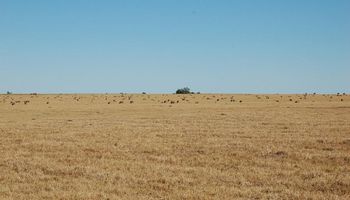 La sequía sigue afectando a Uruguay y declaran la emergencia en nuevas zonas 