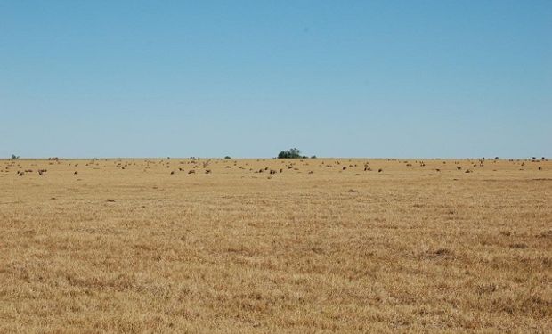 La sequía sigue afectando a Uruguay y declaran la emergencia en nuevas zonas