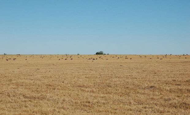 La sequía sigue afectando a Uruguay y declaran la emergencia en nuevas zonas 