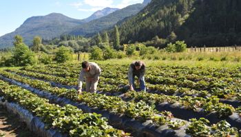 Cae la participación del productor en el precio y se agranda la brecha entre el campo y la góndola
