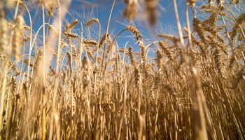 Megacampaña de trigo: hay lotes de hasta 80 quintales, pero un problema pone en jaque a la cosecha