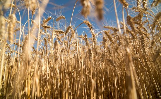 Los costos referidos a servicios agropecuarios, fertilizantes, entre otros insumos, se disparó por el precio del gasoil; la humedad y el valor del cereal también juegan en la ecuación