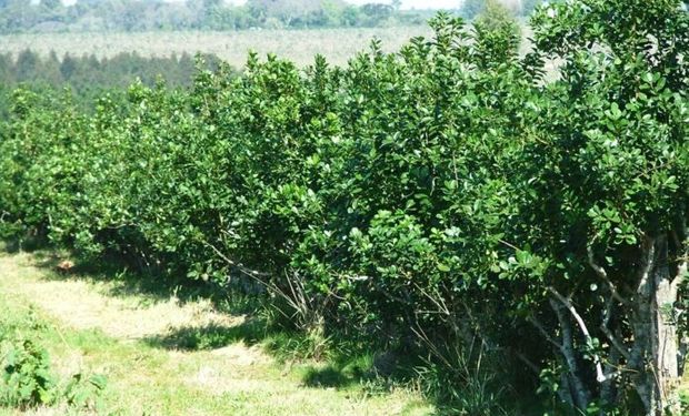 La Secretaría de Agricultura aumentó un 49 % el precio de la yerba mate