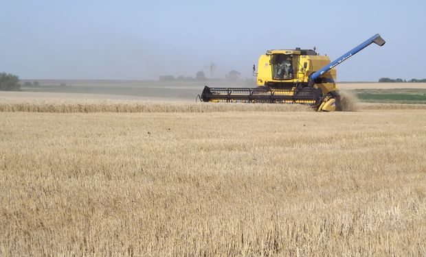 Cosecha de trigo en Argentina.