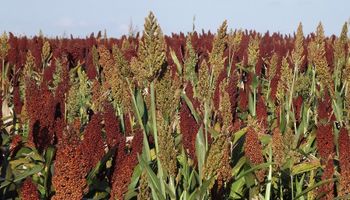 Una oportunidad para hacer silaje de sorgo 