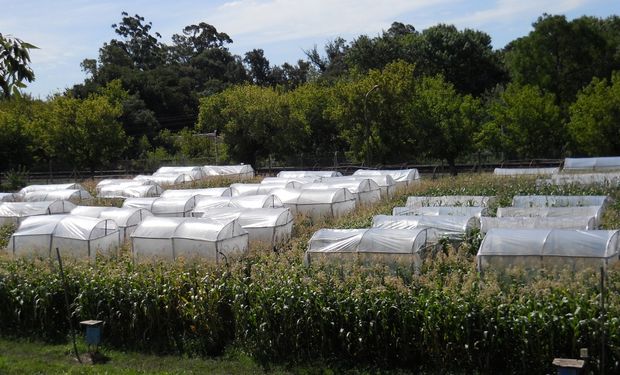 Para los ensayos realizados en la FAUBA se construyeron invernáculos equipados con caloventores y sensores de temperatura para generar un calentamiento artificial en condiciones a campo.