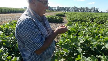 La vida del "padre" de un cultivo que transformó a la Argentina: "Me atrapó"