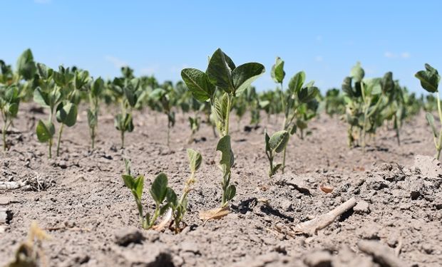 Arañuela y pulgón, las principales plagas a seguir de cerca tras las lluvias