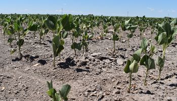 Se perderían US$ 14.000 millones en exportaciones por el impacto de la sequía en el campo