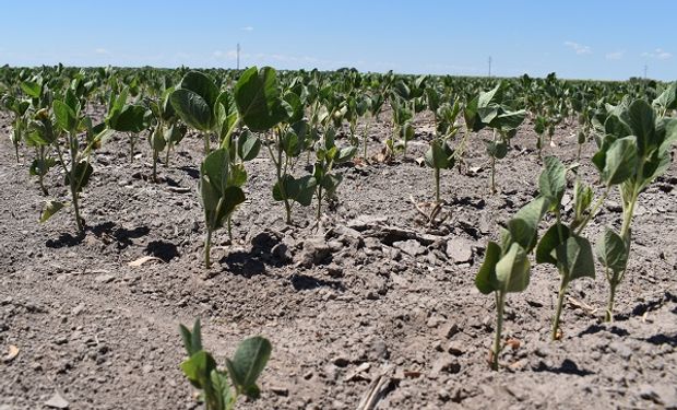 Se perderían US$ 14.000 millones en exportaciones por el impacto de la sequía en el campo