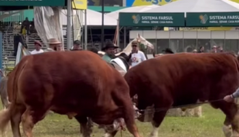 Duelo de pesados: un toro Limousin de 1,4 toneladas enfrentó a otro gigante de Hereford