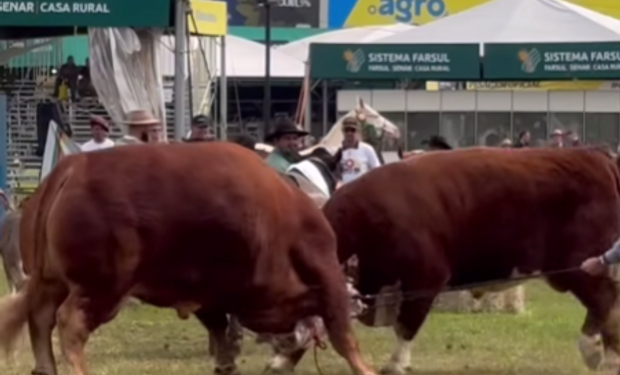 Duelo de pesados: un toro Limousin de 1,4 toneladas enfrentó a otro gigante de Hereford