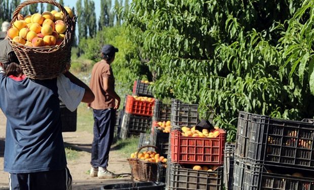 Carga impositiva: el 45 % del precio del durazno se lo lleva el Estado