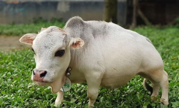 Furor por Rani, la vaca más pequeña del mundo