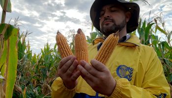 Tiene casi dos décadas de experiencia con el maíz y alerta sobre un manejo "riesgoso" que es habitual en el campo