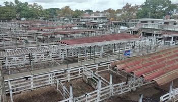 Corrales vacíos en Liniers: en la semana, la vaca cayó un 15% por el cierre de la exportación de carne