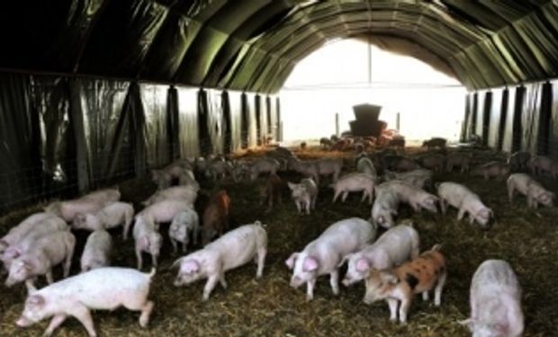 Con la molienda se alimentarían a 11 millones de cerdos más que en 2012