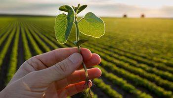 El precio de la soja reaccionó de manera positiva al USDA: qué pasó en Rosario 