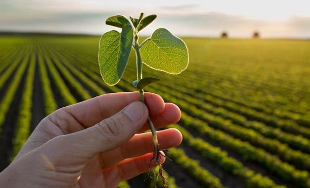 El precio de la soja reaccionó de manera positiva al USDA: qué pasó en Rosario 