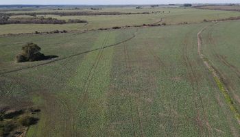 Con los fertilizantes a más de US$ 900, aparece una tecnología que con 250 cm³ por hectárea potencia a los cultivos: las partículas tienen un tamaño de entre 1 y 100 nanómetros