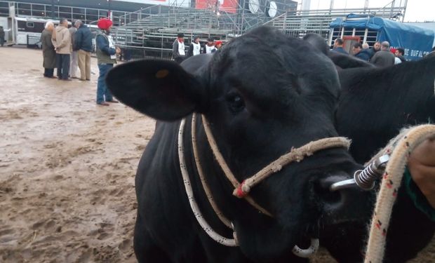 Apolo, el ternero que madrugó a todos en La Rural.