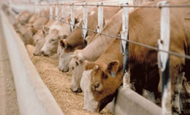 Avanza la regulación de los feedlots