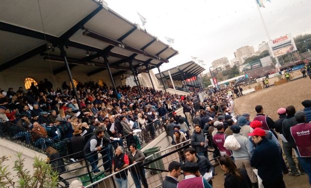 La raza Braford coronó a los Campeones.