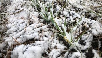 Trigo "nevado": las heladas persisten sobre el sur de la región pampeana