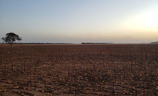 No cede el ataque a silo bolsas y denuncian incendios intencionales de lotes que están listos para cosechar