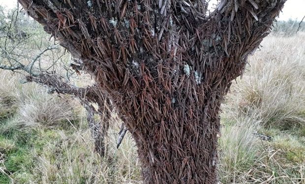 Continúa el avance de la manga de langostas en Corrientes y realizan aplicaciones fitosanitarias