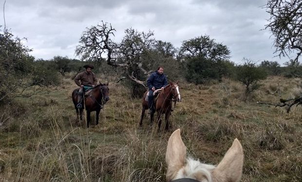 Con baqueanos y nuevas aplicaciones: así continúa el combate contra la langosta en Corrientes