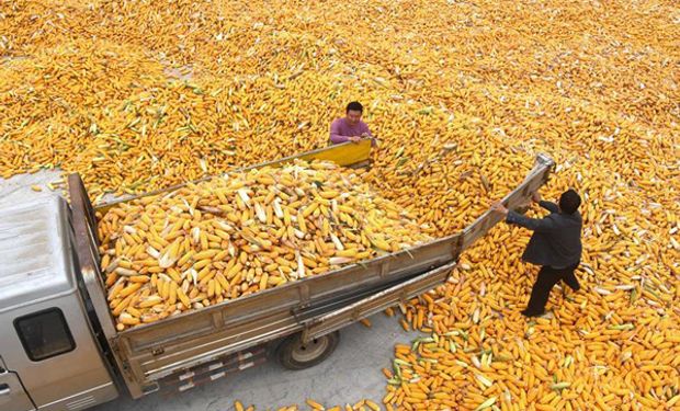 Pese al recorte de 25 millones de toneladas de maíz en Estados Unidos, la cosecha global de cereales será récord