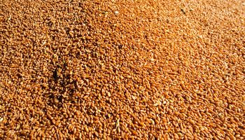 Economía se acerca al agro: evasión en la venta de granos, retenciones y las reformas que se vienen, entre los temas destacados