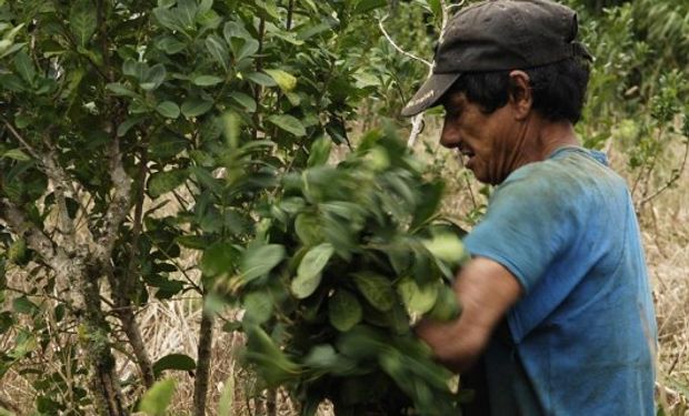 Varios de los principales productos de exportación argentinos sufrieron caídas entre enero y agosto, como la yerba, en un 45%.