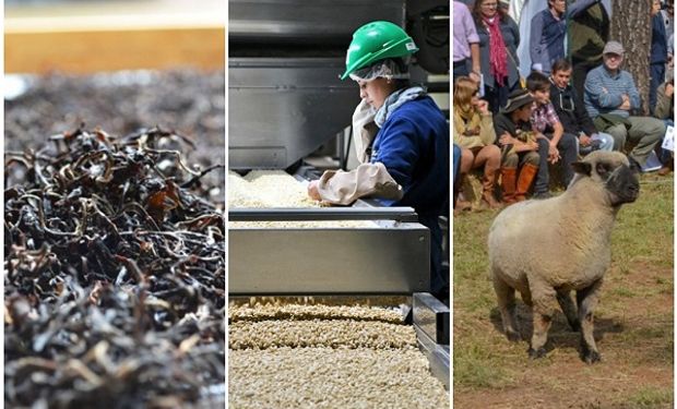 Tres miradas sobre las economías regionales: la actualidad del té, la carne ovina y el maní