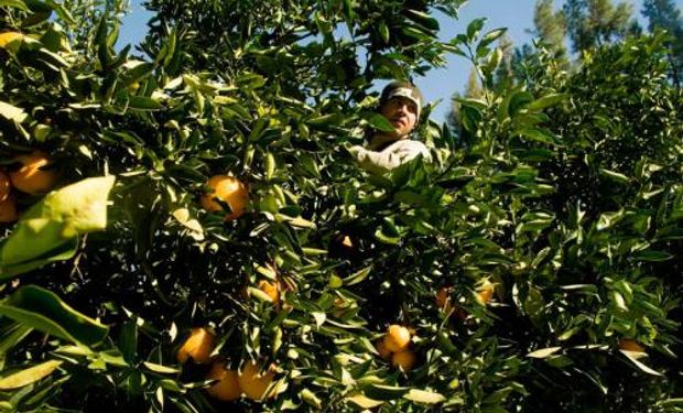 Aportes de Agricultura para fortalecer las economías regionales