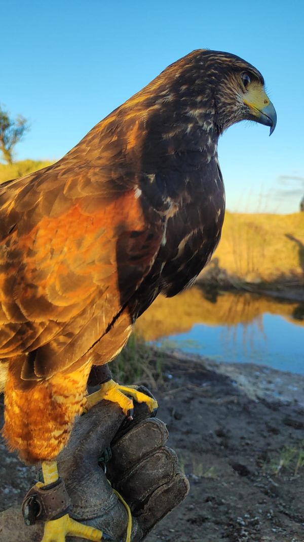Ecoraptor gavilan mixto