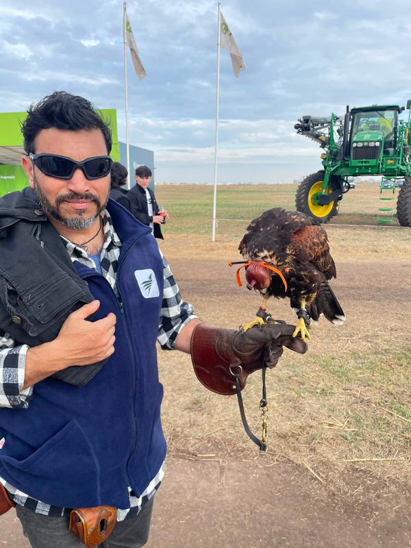 Ecoraptor gavilan mixto
