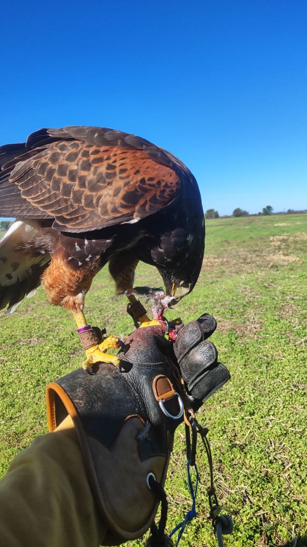 Ecoraptor gavilan mixto
