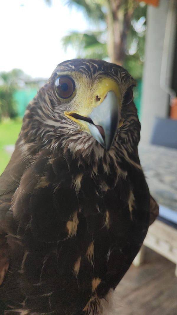 Ecoraptor gavilan mixto
