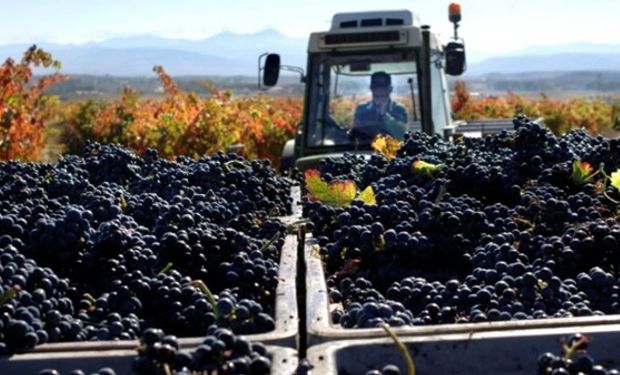 Sueldos para actividades agrícolas: cuánto cobran los trabajadores rurales según actividad y provincia