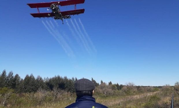 Logran desarticular la manga de langostas en Entre Ríos y continúa el alerta en el norte