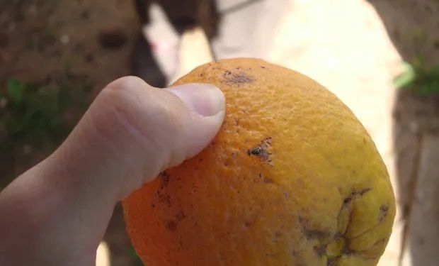 Declaran alerta fitosanitaria por mosca de los frutos: las zonas alcanzadas y qué cuidados se deben tomar