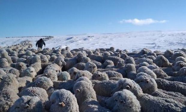 Declaran la emergencia agropecuaria en el sur del país por las fuertes nevadas