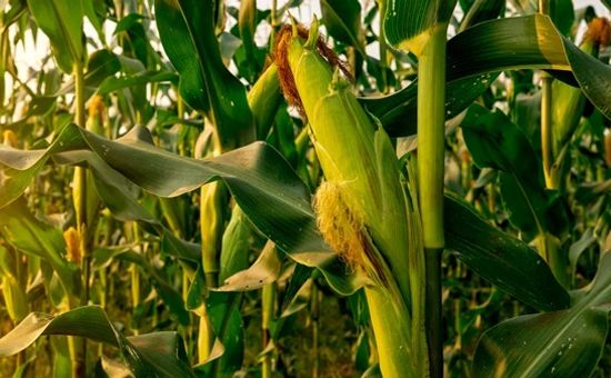 La última Encuesta SEA realizada en marzo por CREA refleja un panorama preocupante para la producción de maíz tardío