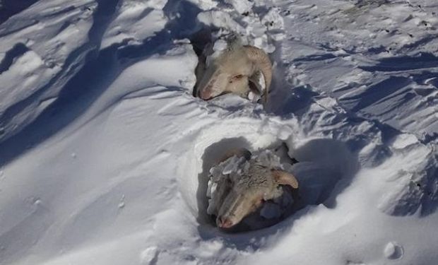 En imágenes: así es producir en el sur argentino durante la ola polar