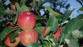 Endeudados, productores de peras y manzanas resisten una baja de precios