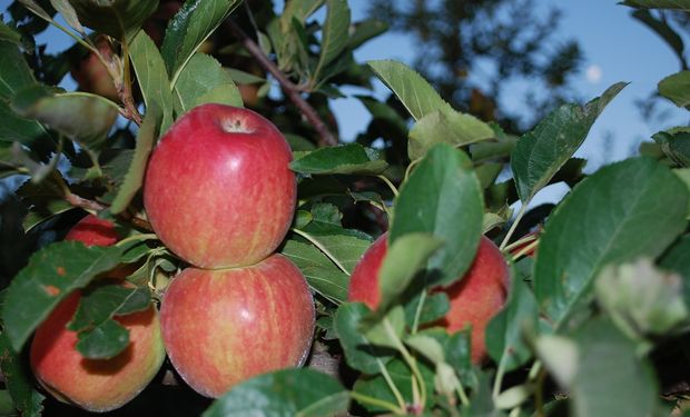 Manzanas en el Alto Valle de Río Negro.