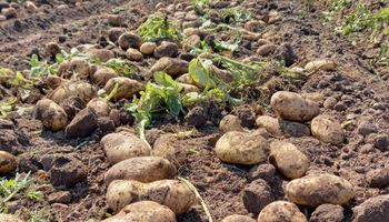 La producción de miel mejoró su presente, mientras que forestal y papa se suman a las actividades en crisis